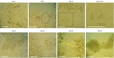 Development of long-term primary cell culture of Macrobrachium rosenbergii: morphology, metabolic activity, and cell-cycle analysis